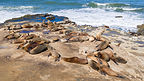The good life for a Lo Jolla sea lion The good life for a Lo Jolla sea lion