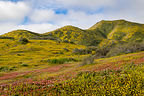Wildflower bloom along Mexico 1 Wildflower bloom along Mexico 1