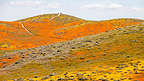 Antelope Valley Poppy Reserve Antelope Valley Poppy Reserve