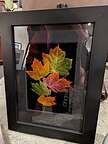 My skeletonized leaves My skeletonized leaves