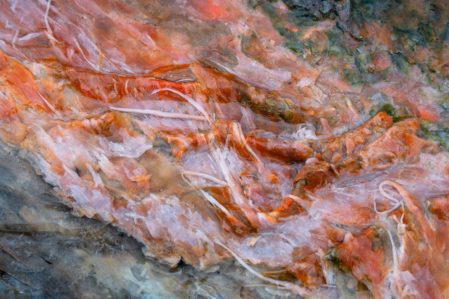 Orakei Korato