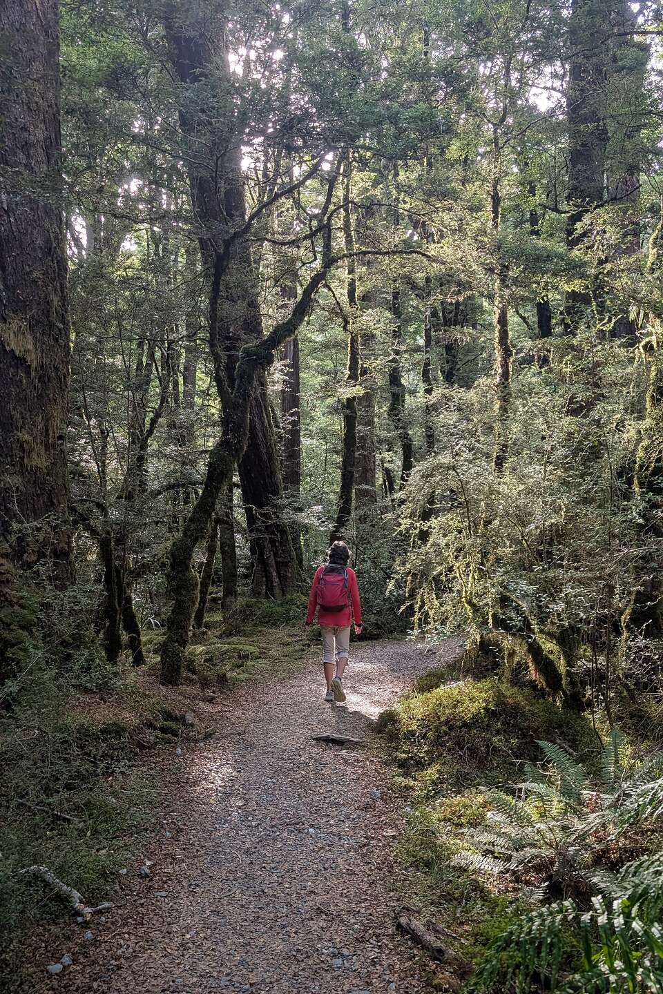 Ancient Red Beech Forest